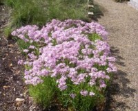 phlox pilosa 4-11b.jpg